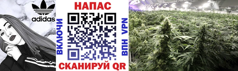 Конопля White Widow  Ардон 